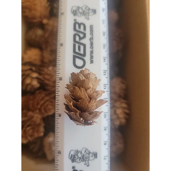 90+ Small Pine Cones - Picture 2 of 3
